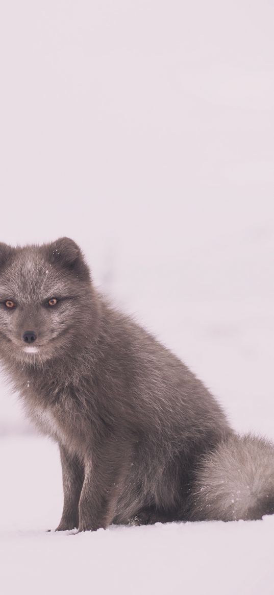 arctic fox, polar fox, snow, sits