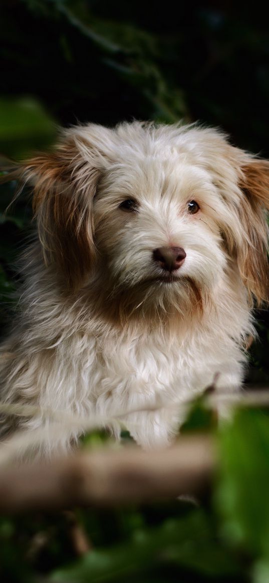 dog, furry, muzzle, motion blur