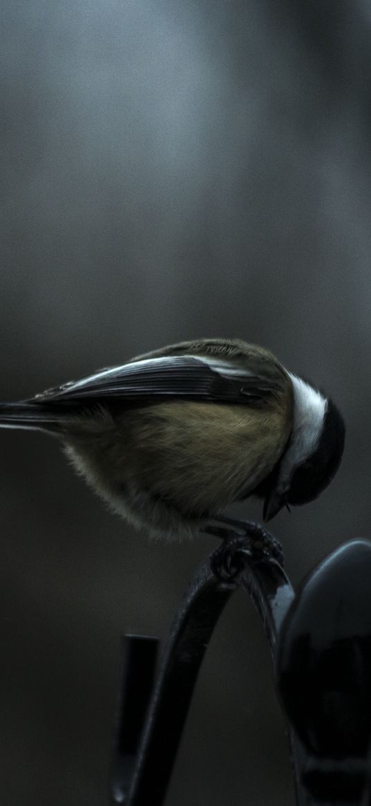 titmouse, bird, sitting