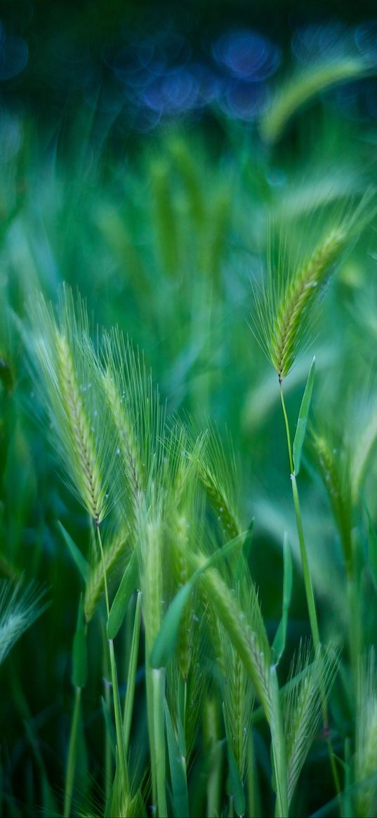 grass, stalks, green