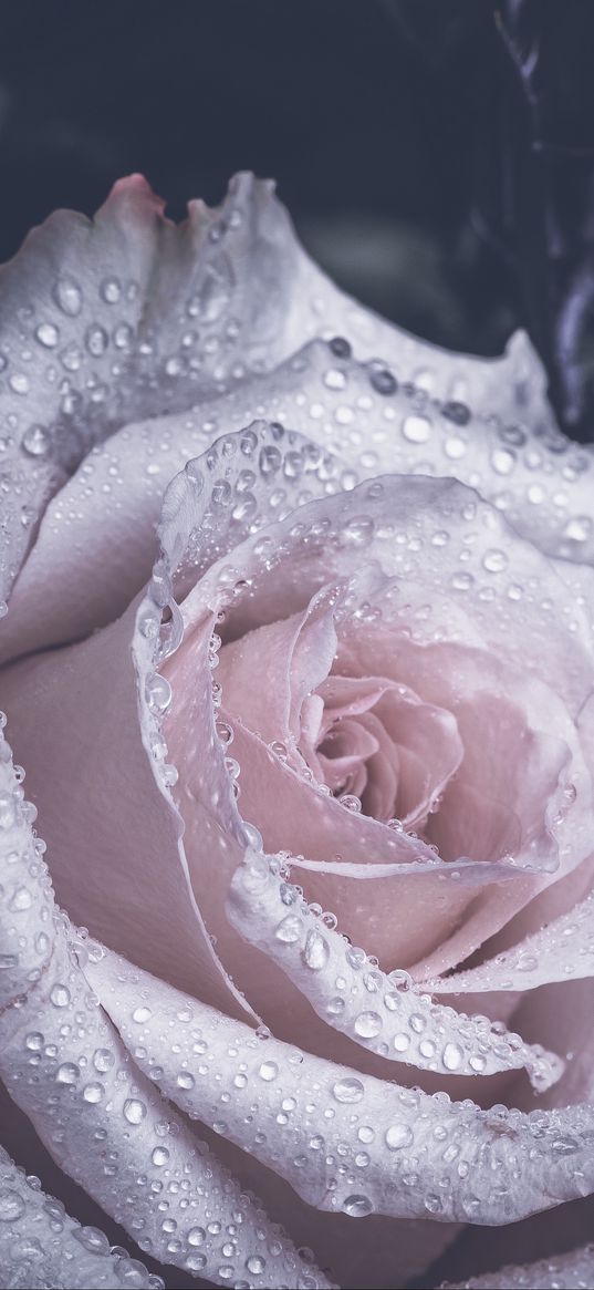 rose, petals, drops