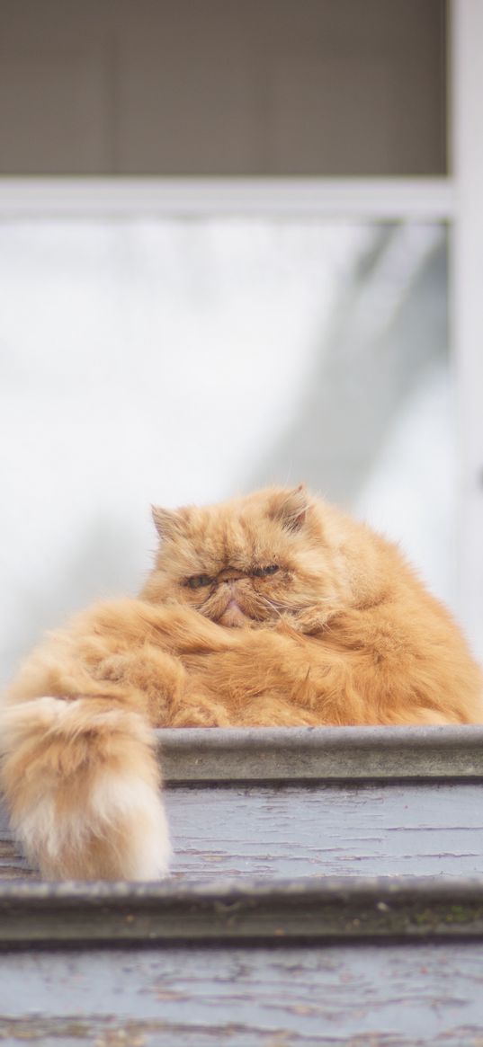 cat, fluffy, ladder