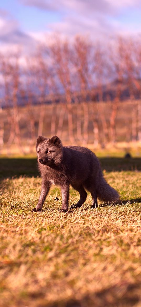 arctic fox, polar fox, grass, walk