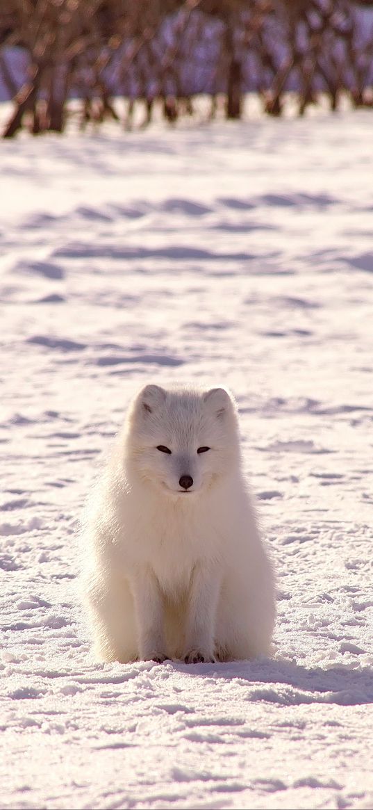 polar fox, arctic fox, snow