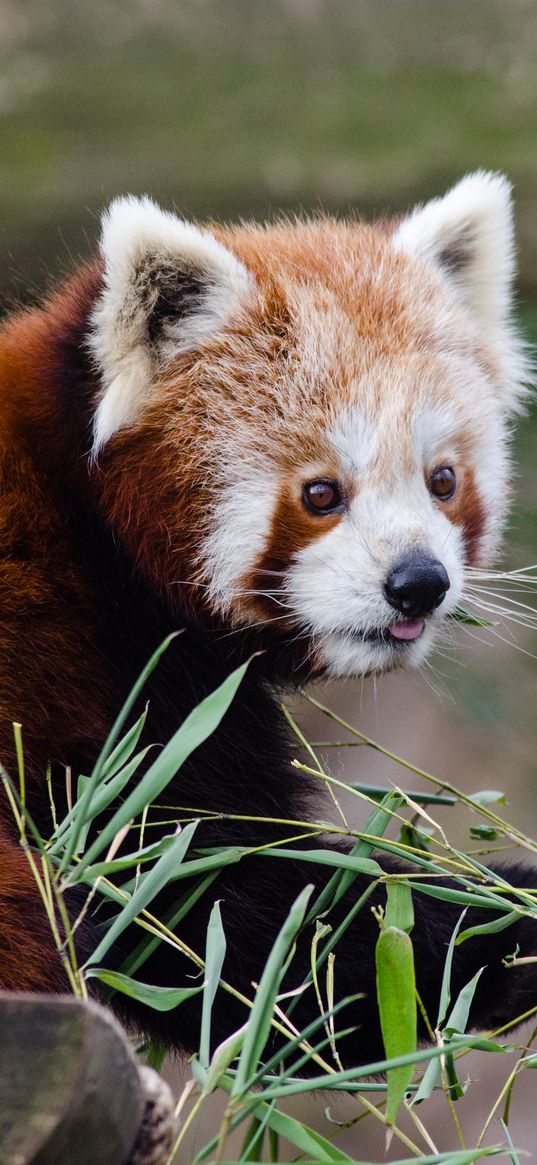 red panda, lesser panda, protruding tongue