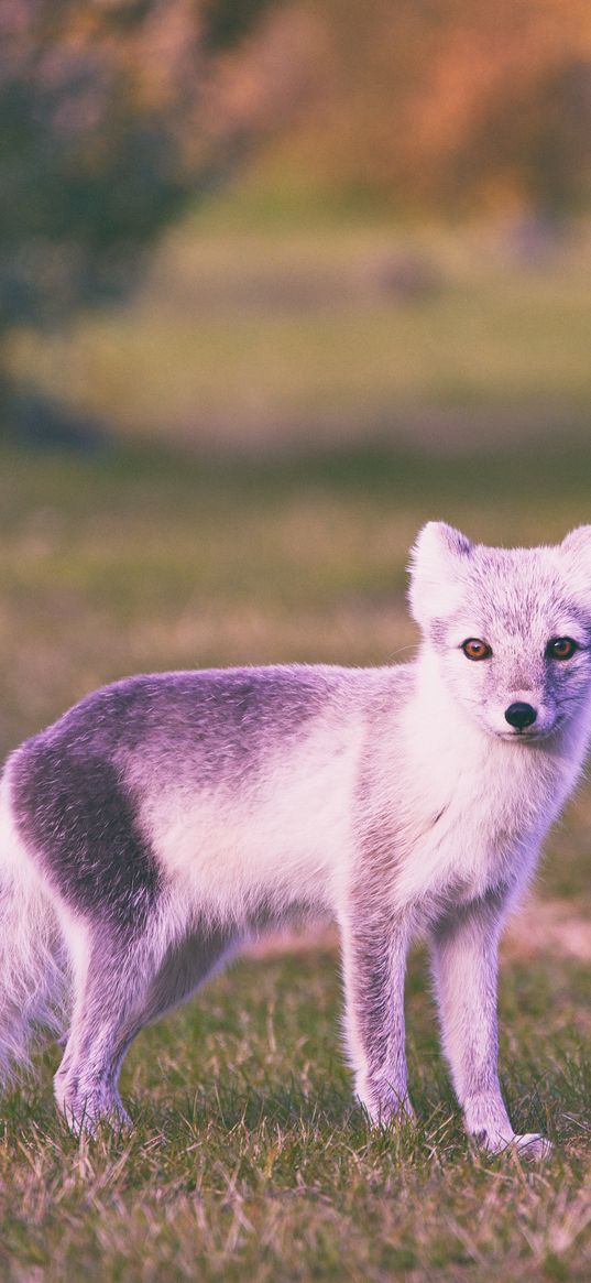 polar fox, grass, walk