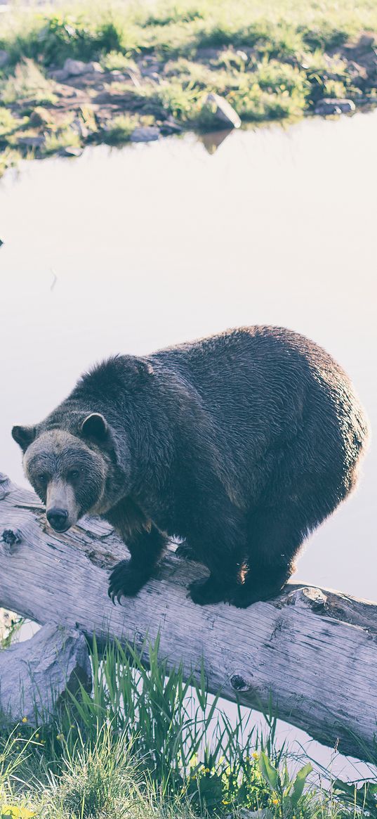 bear, timber, nature reserve