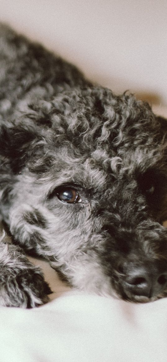 dog, curly, lying, muzzle