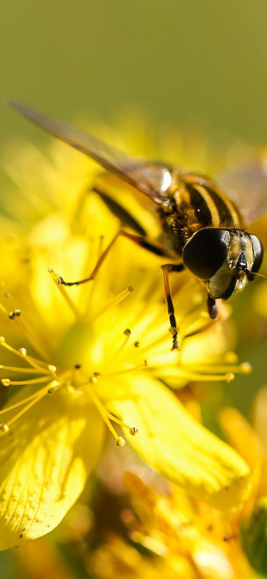 bee, flower, pollination, yellow