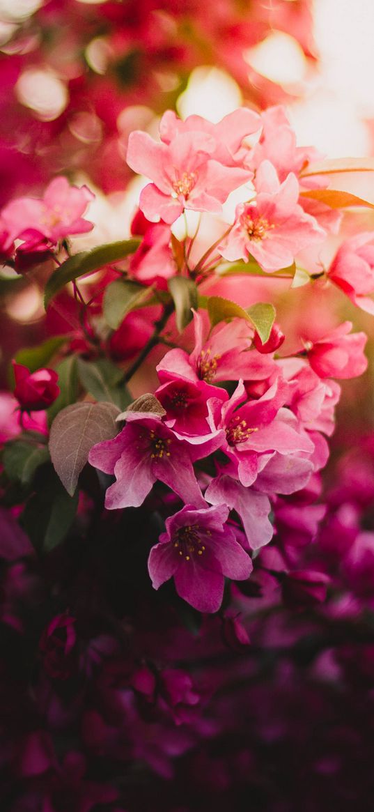 flowers, bloom, branch, light