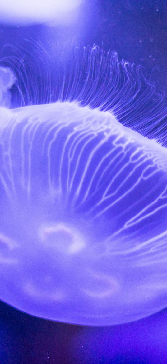 jellyfish, underwater, close-up