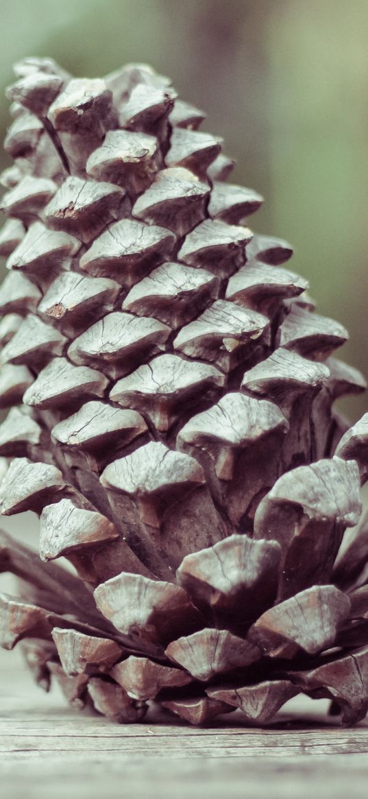 pine cone, shape, cone