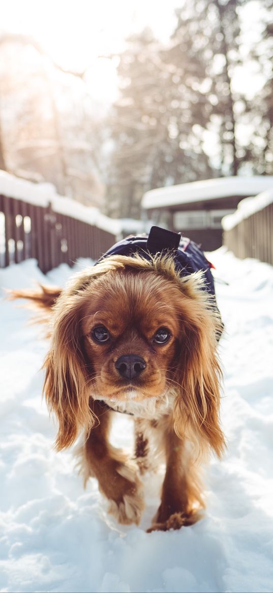 dog, walking, winter