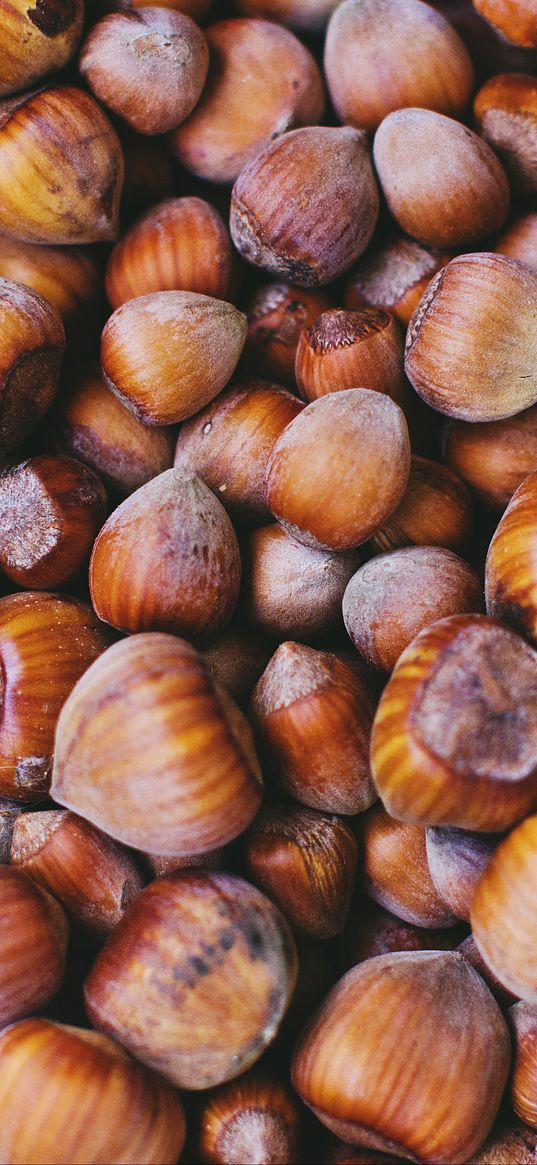 hazelnuts, walnuts, shell