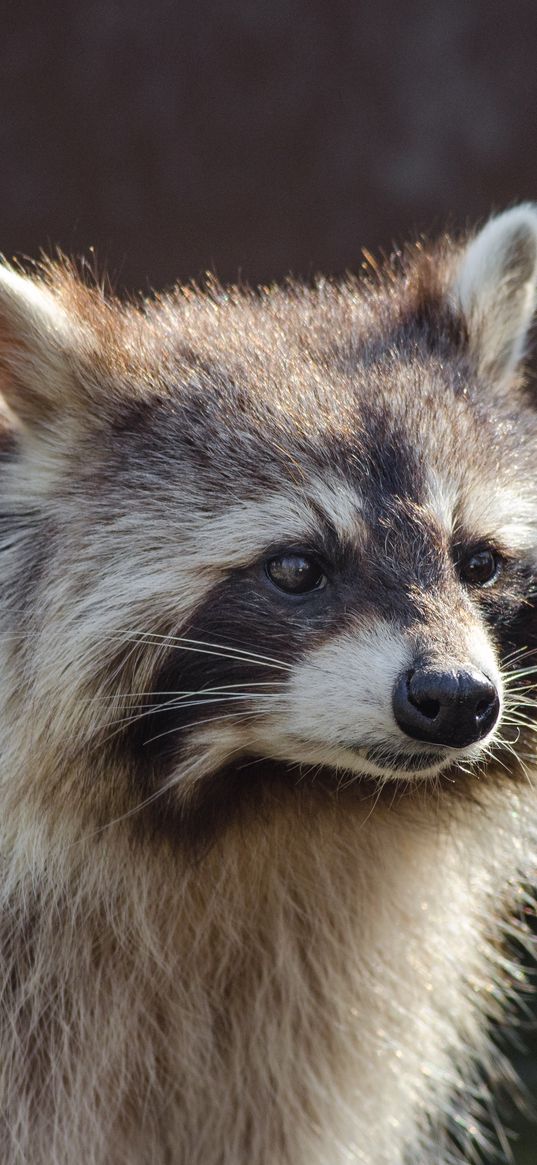 raccoon, muzzle, striped