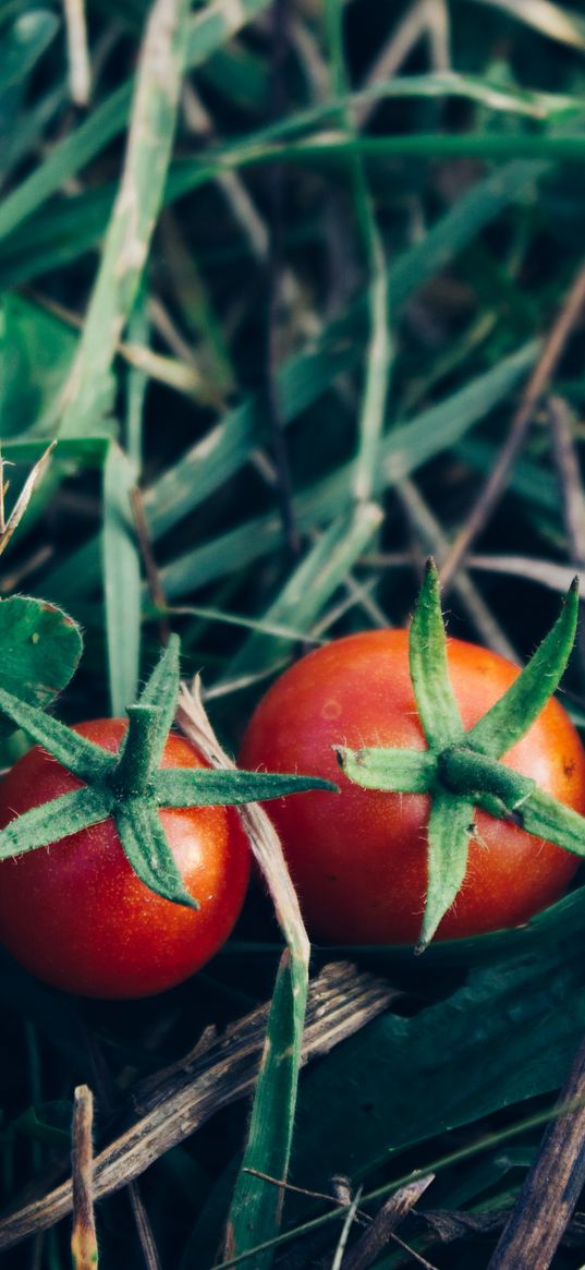 tomatoes, herbs, vegetables