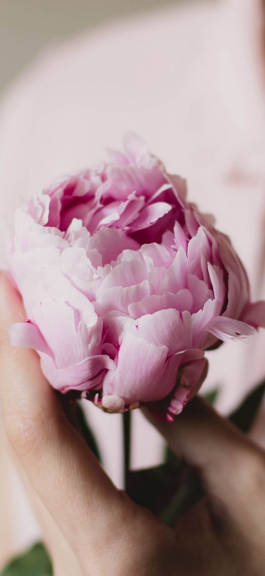 peony, flower, hand, tenderness