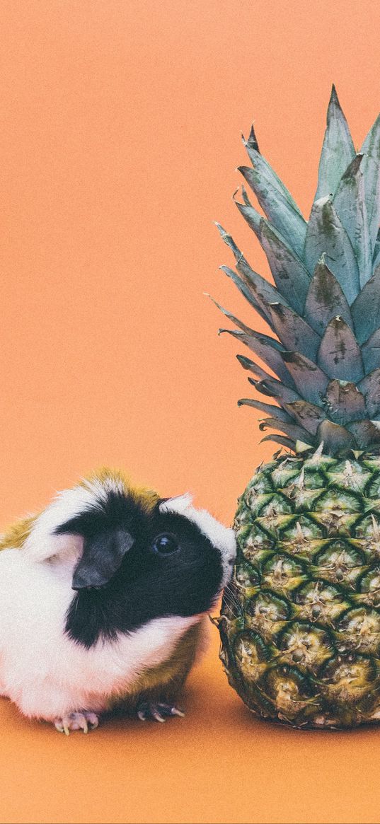 guinea pigs, pineapple, rodent