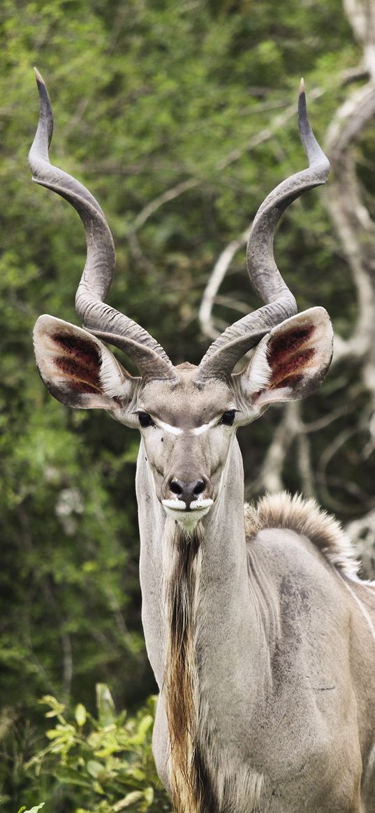 kudu, antelope, horns