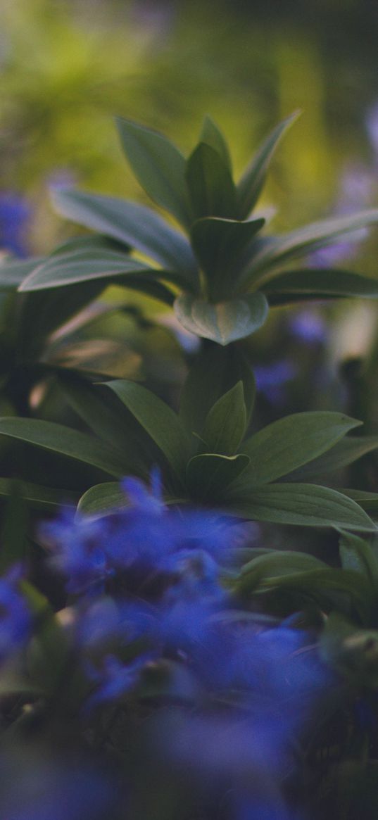 plants, foliage, blurred