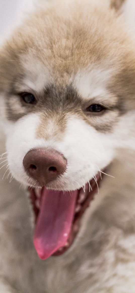 dog, muzzle, yawn