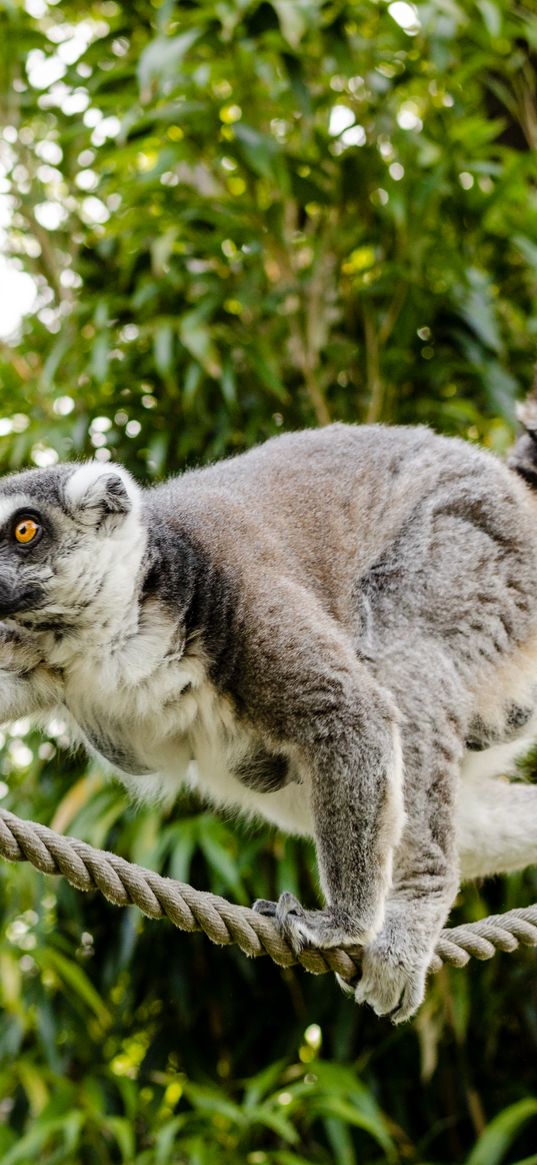 ring-tailed lemur, lemur, katta