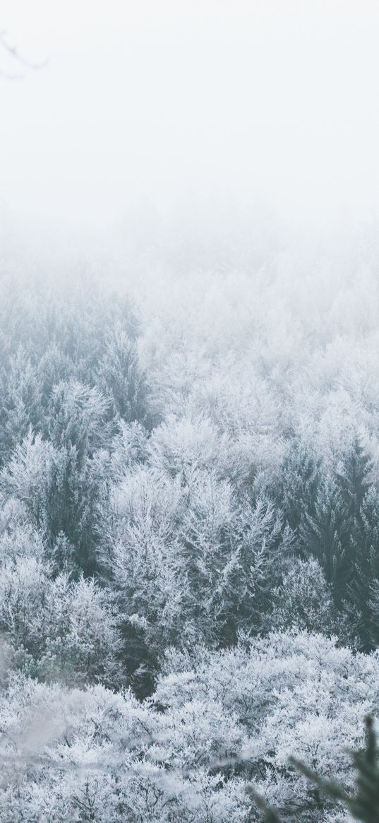 trees, hoarfrost, peaks