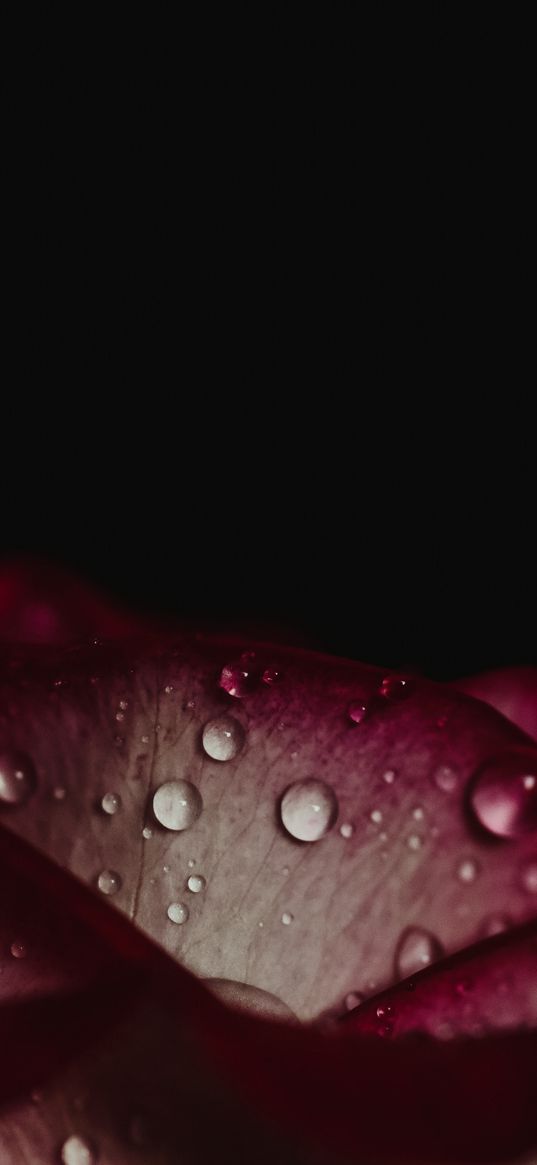 rose, drops, petals, dark background