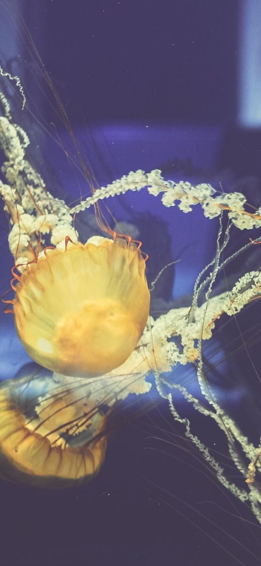 jellyfish, underwater world, swim