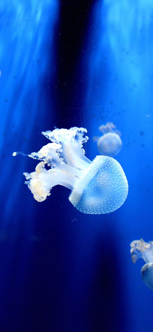 jellyfish, underwater world, tentacles, small