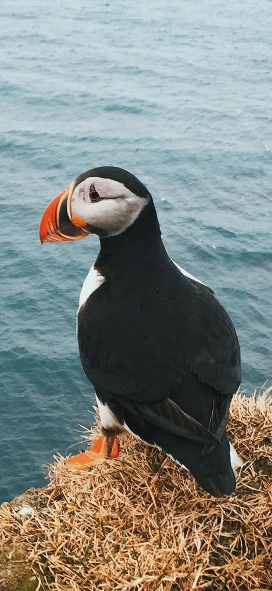 toucan, bird, sits, cliff