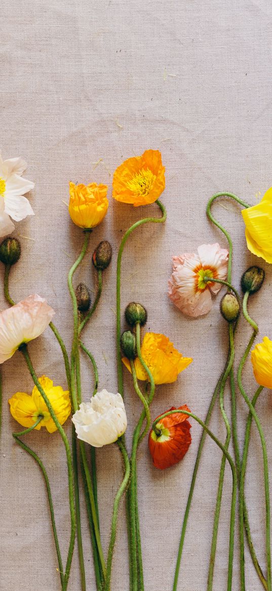 poppies, flowers, herbarium