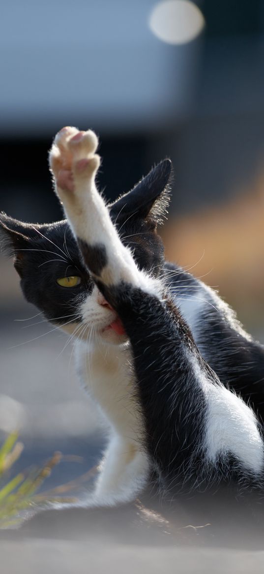 cat, wash, paw, cool