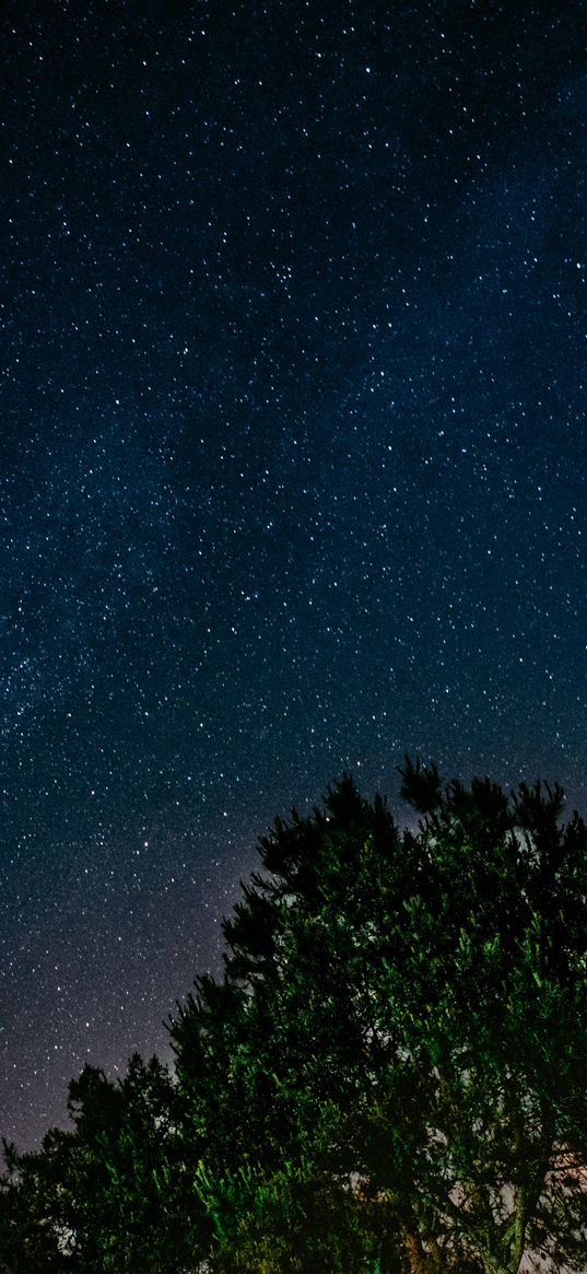 starry sky, tree, night