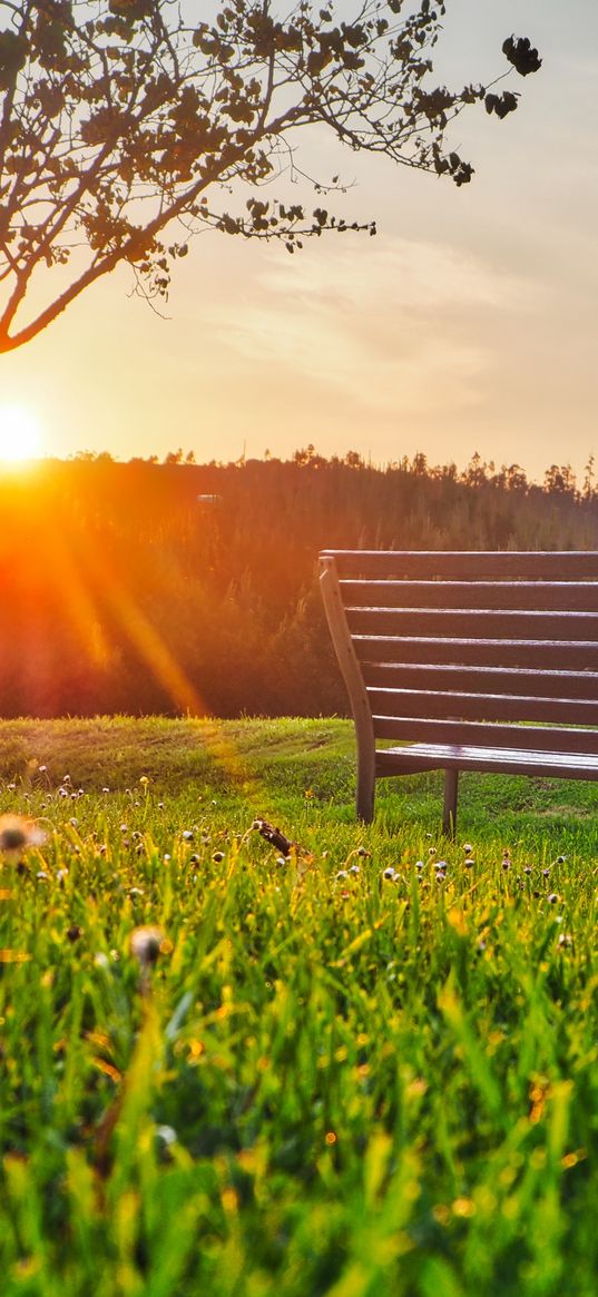 bench, park, sunlight, summer