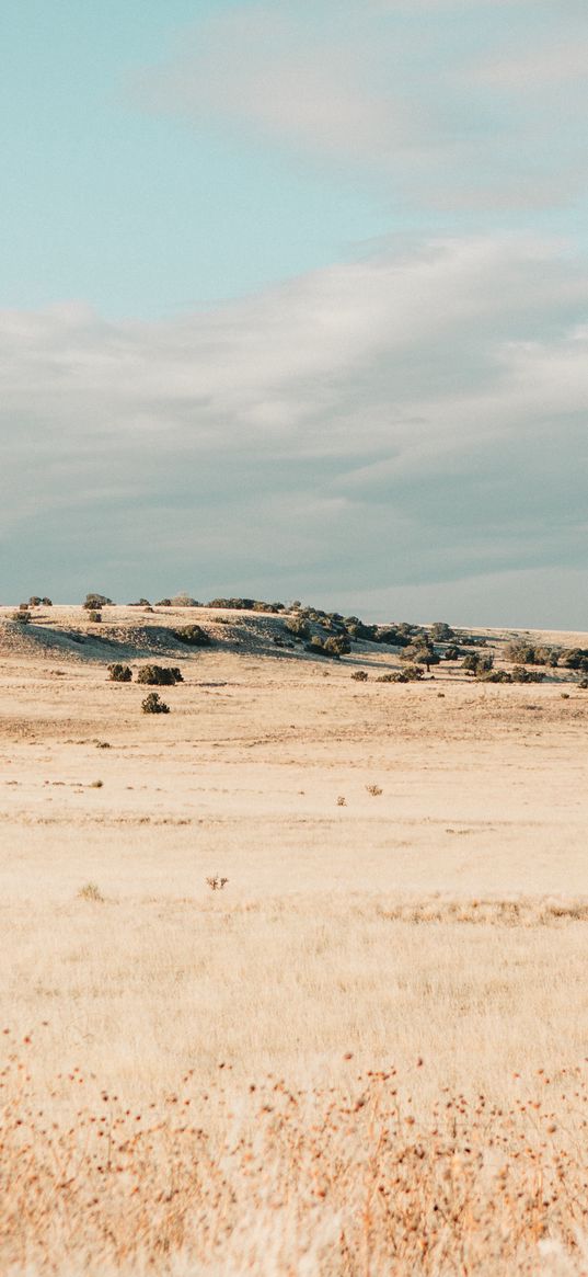 field, drought, grass