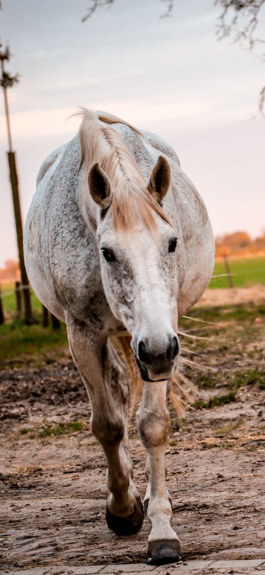 horse, paddock, walking