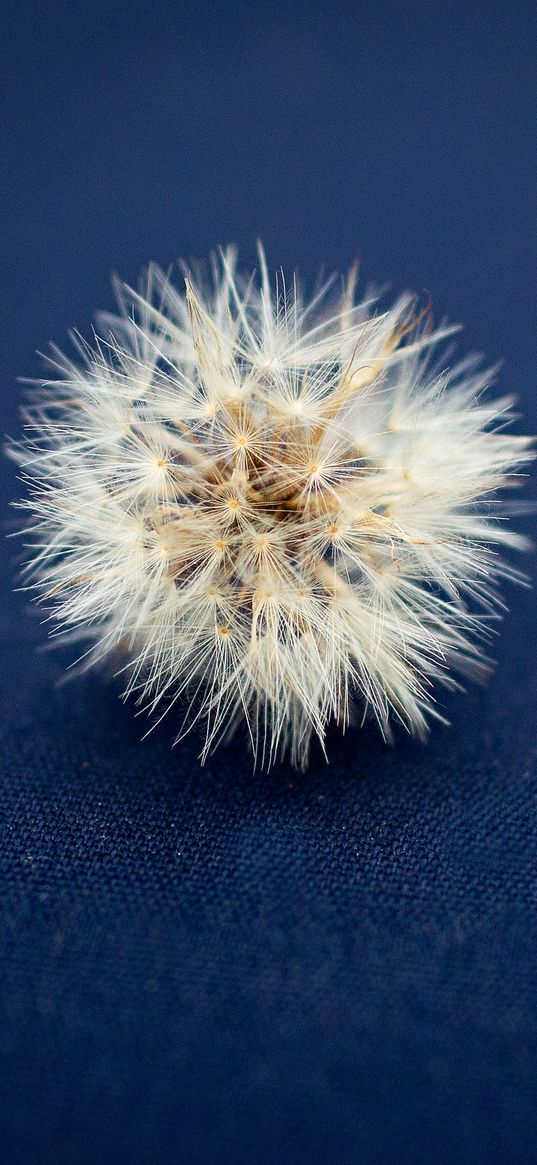 dandelion, down, cloth