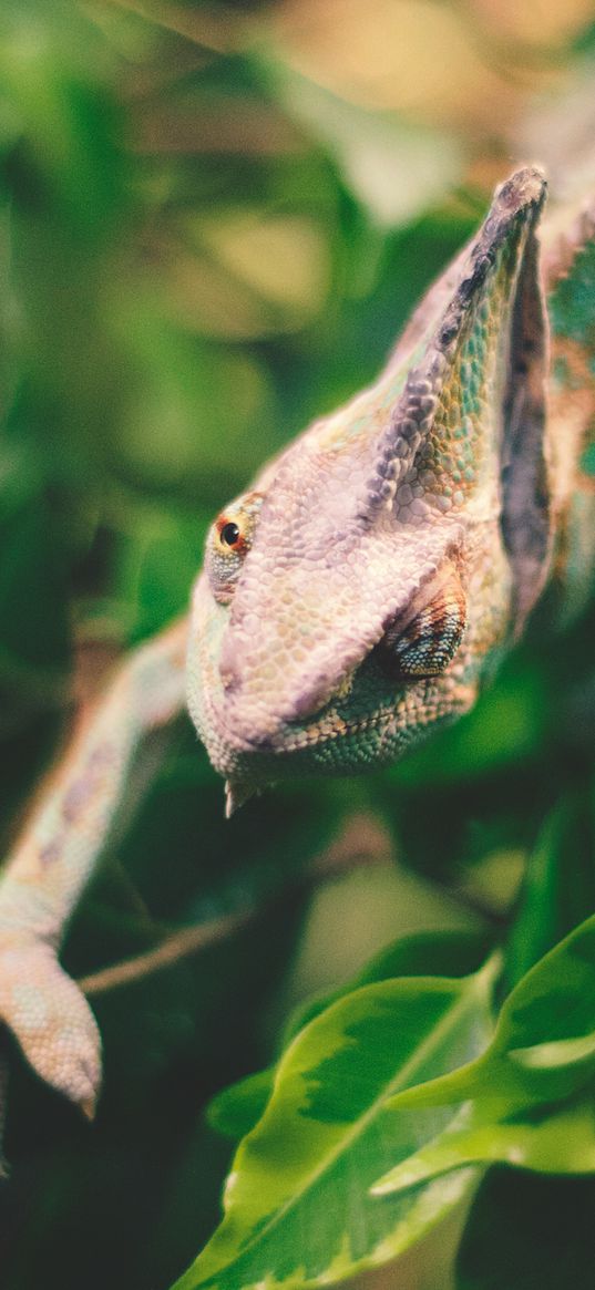 iguana, reptile, leaves, wildlife