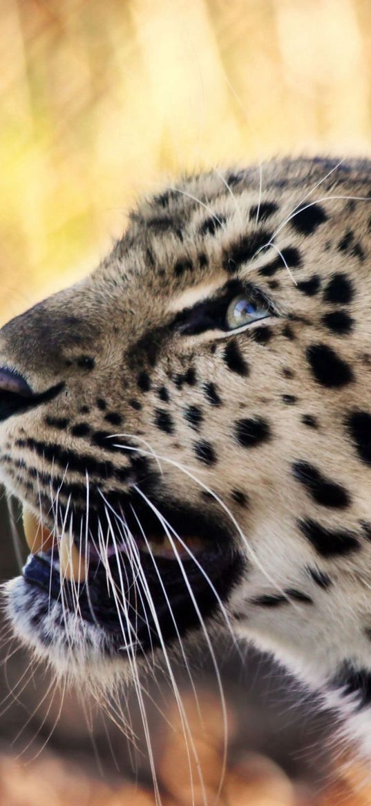 leopard, face, mustache, spotted