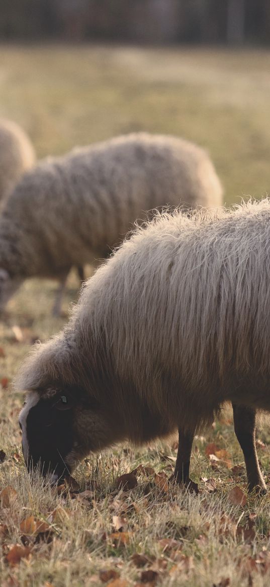 sheep, pasture, farm