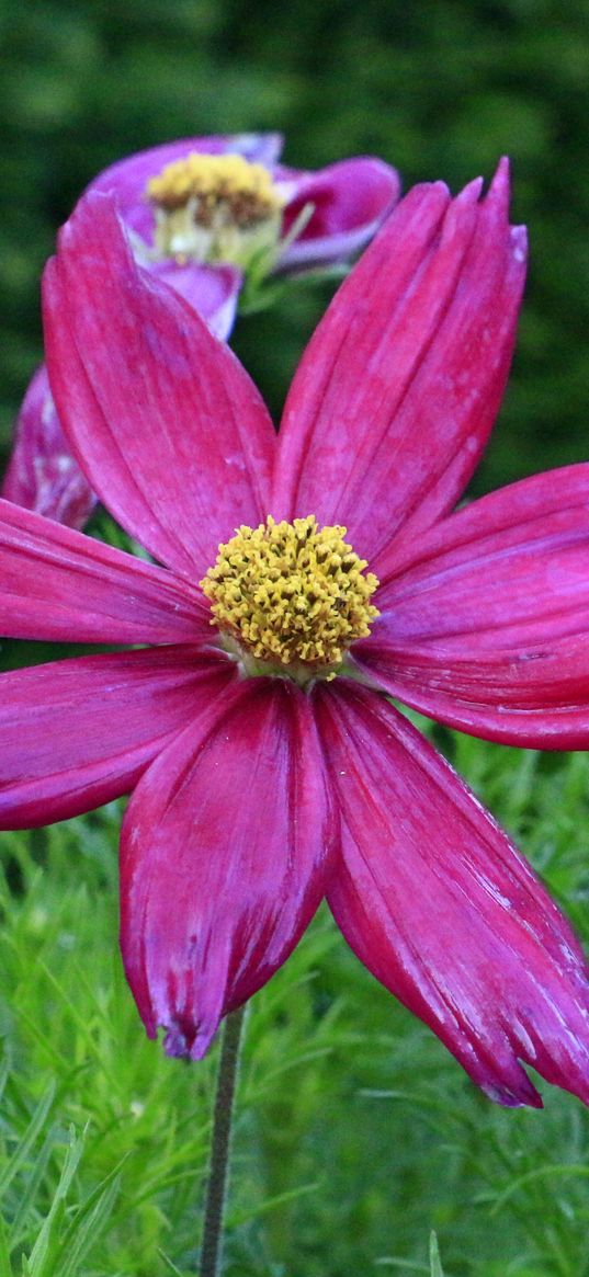 kosmeya, flower, petals, moisture