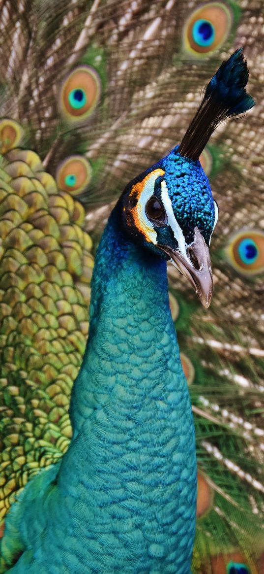 peacock, bird, plumage