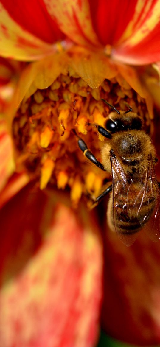 flower, bee, pollination