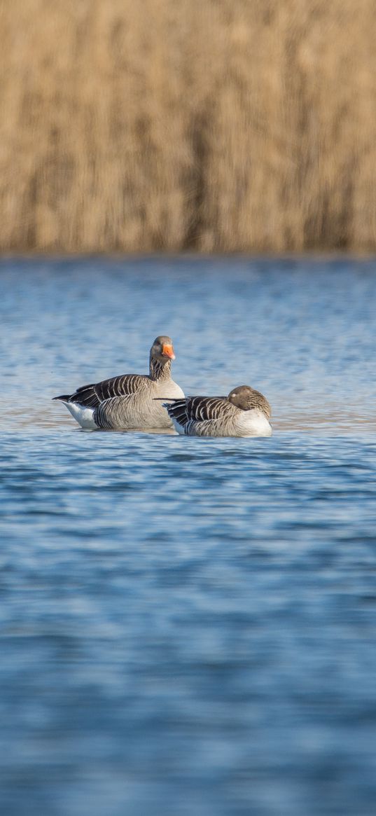 geese, pond, birds