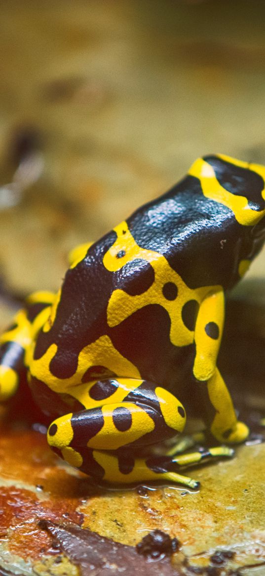 frog, yellow, spotted