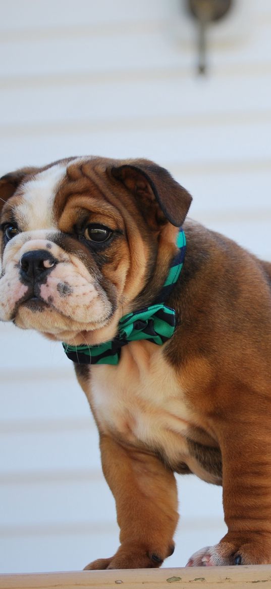 bulldog, puppy, collar