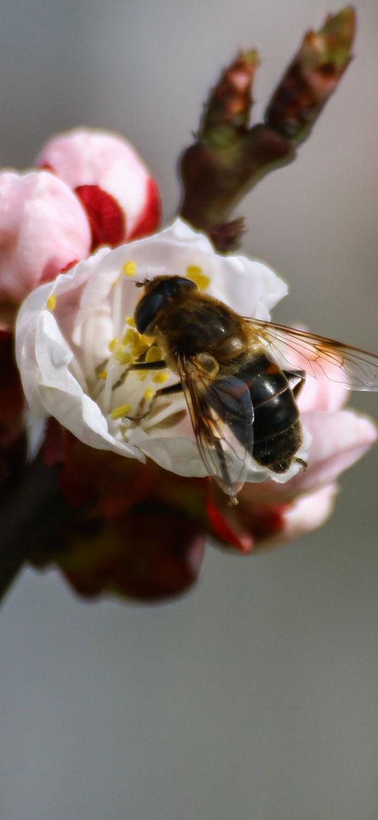 bee, branch, spring, pollination