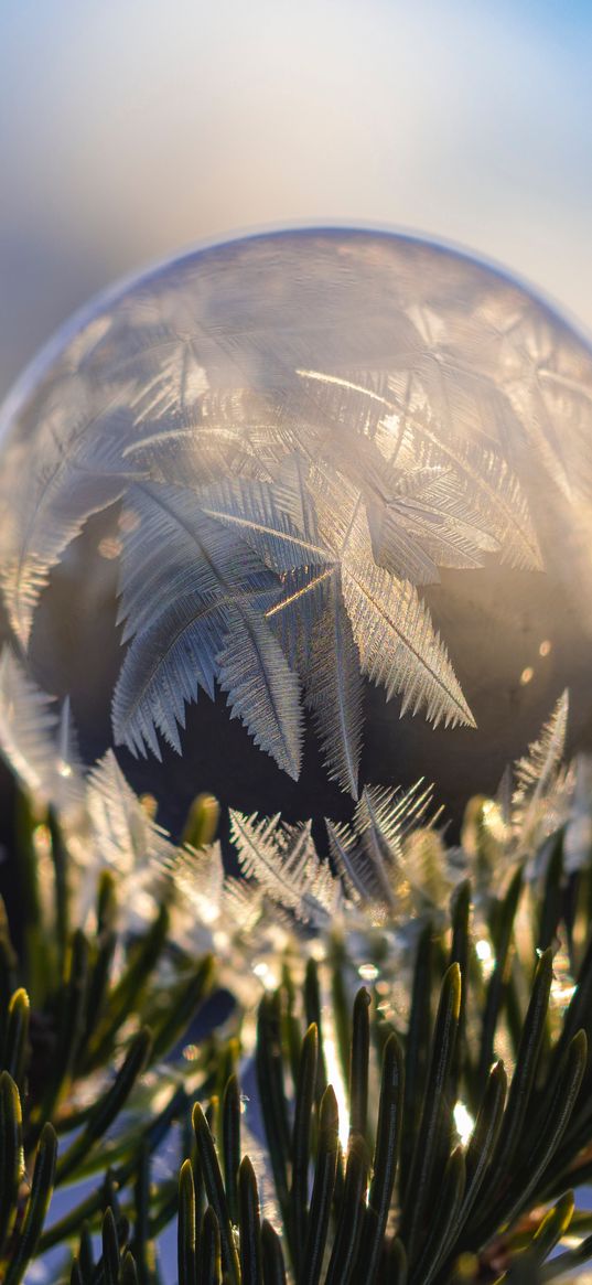 ball, hoarfrost, fir, branch, close-up