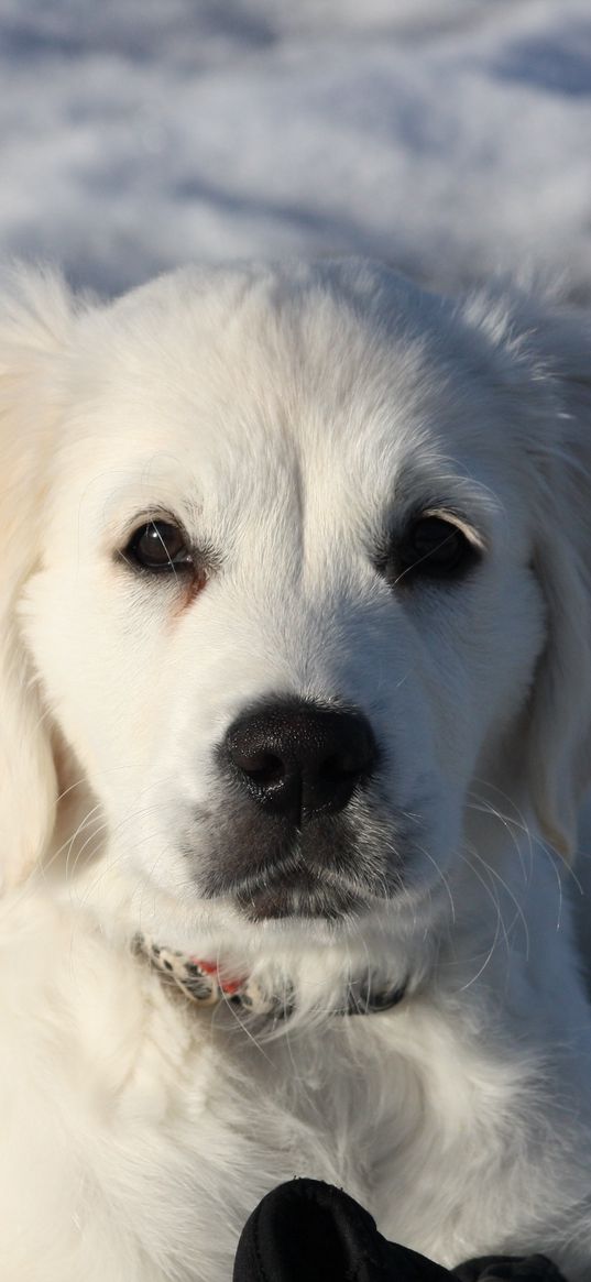 golden retriever, puppy, white, snow, winter